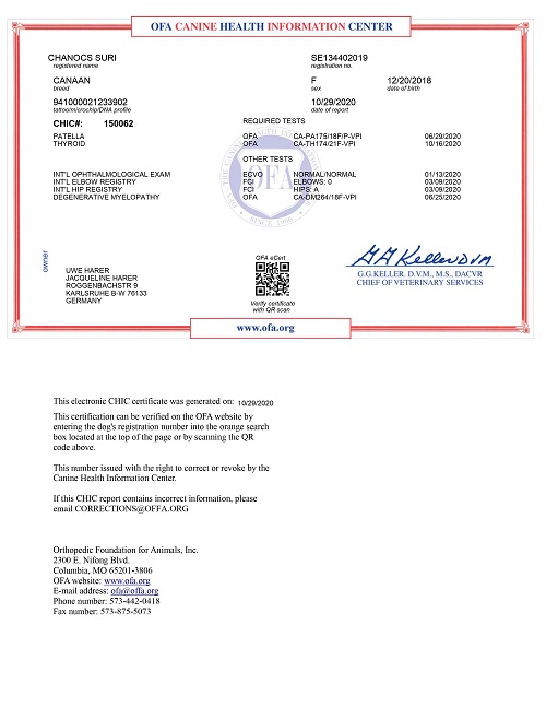 suri chanco canaan kanaan canaandog kanaanhund canaanhund israelspitz harer canaangen canaanoasis erhaltungszucht hundezucht zucht welpen karlsruhe deutschland schweiz oesterreich europa urhund nativedog fci vdh akc acw ihv ida cdca icdca kc ukc kennel whitenobless spitzville nobleguardians chanco storytelling solemel nizzana anacan myrnashiboleth shiboleth rudolphinamenzel menzel reeves laurareeves uweharer jacquelineharer preservationbreeding labogen laboklin embark wisdompanel laukner ganslosser duncanschroeter duncan schroeter carolbeuchat beuchat schlosshunde