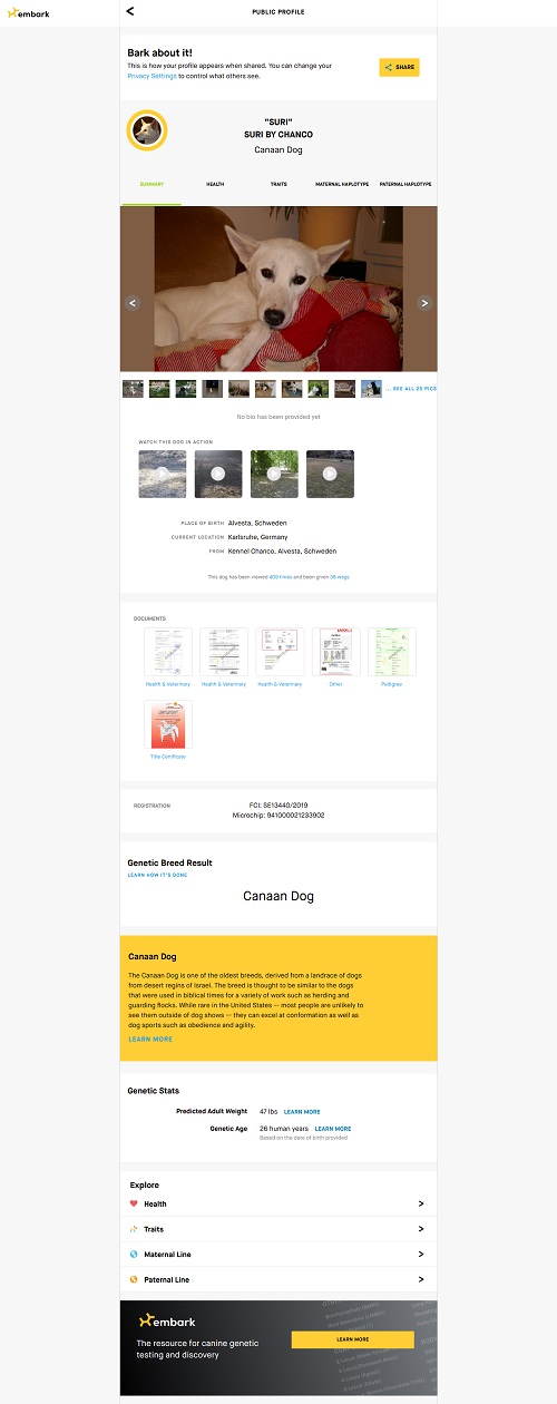 suri chanco canaan kanaan canaandog kanaanhund canaanhund israelspitz harer canaangen canaanoasis erhaltungszucht hundezucht zucht welpen karlsruhe deutschland schweiz oesterreich europa urhund nativedog fci vdh akc acw ihv ida cdca icdca kc ukc kennel whitenobless spitzville nobleguardians chanco storytelling solemel nizzana anacan myrnashiboleth shiboleth rudolphinamenzel menzel reeves laurareeves uweharer jacquelineharer preservationbreeding labogen laboklin embark wisdompanel laukner ganslosser duncanschroeter duncan schroeter carolbeuchat beuchat